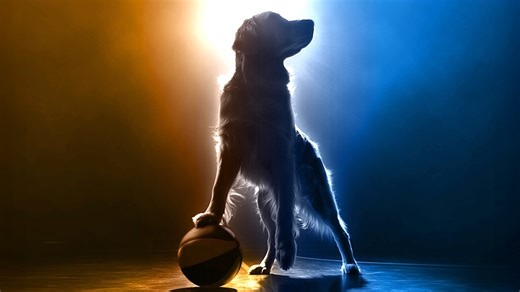 AIR BUD RETURNS Will Hit Theaters in August