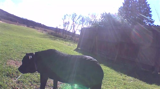 Maude Tuffley on the prowl.. | Lee LaClair