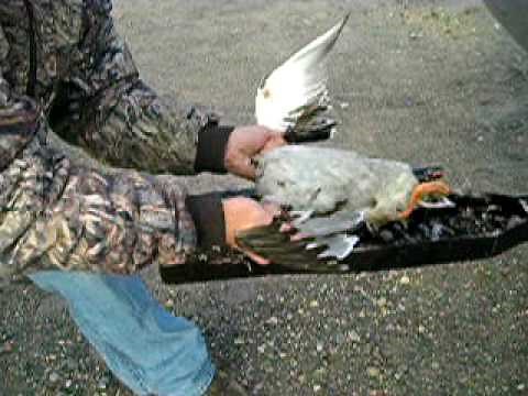 Waterfowljunkie.com Bird Hitch