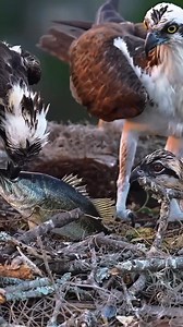 Animal Planet TV on Reels