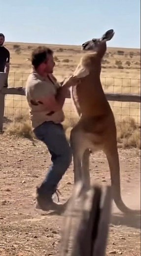 Man vs Kangaroo: Epic Outback Showdown Caught on Camera! 🦘💥
