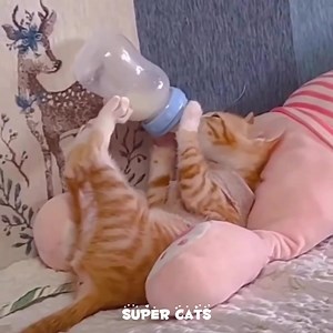 7.1K views · 598 reactions | ❤️ | Super Cats | Facebook