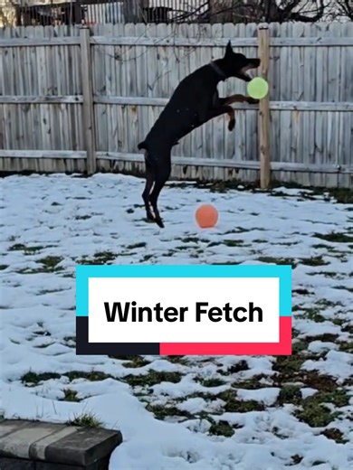Winter Fetch Fun with Energetic Doberman