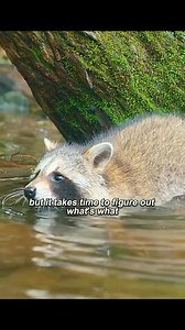 28K views · 407 reactions | The Raccoons #animals #animalworld #raccoon #raccoonlife | Animal Documentary | Facebook