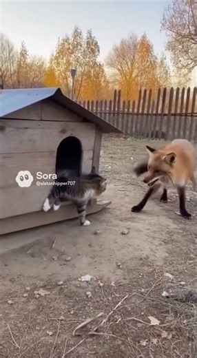 Feline Fury: The Ultimate Defense—A Cat Couple Takes on a Fox!
