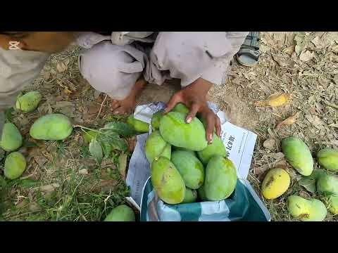 Mango Fruit Paking in Cartoon