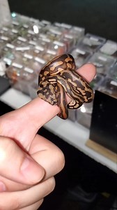 69K views · 411 reactions | I hate that carpet pythons have a bad...