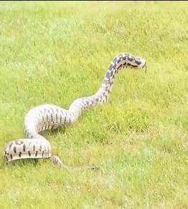 69K views · 733 reactions | Eagle vs Snake. | Elisabeth Rasmussen | Facebook