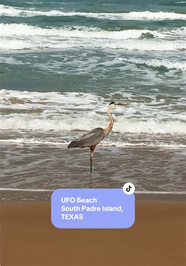 Did you know you can drive along the beach on South Padre Island if you have a 4x4? We did and accidentally discovered it’s a nude beach! 🤭🥸 There’s a ton of beautiful wildlife and it’s a great sundowner tailgate spot. #texas #southpadreisland #traveltexas #beach #4x4