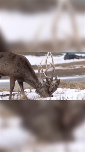 How Do Deer Fights End?
