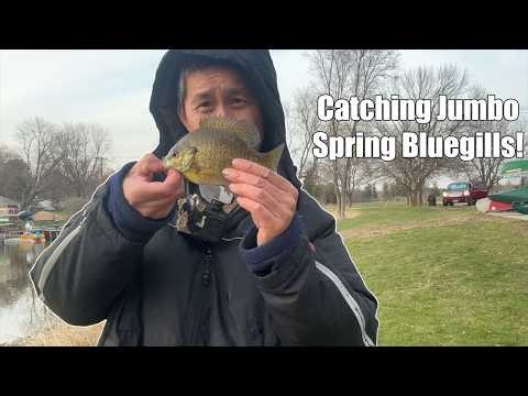 How to catch Big Spring Bluegills! Rigs and Tips.