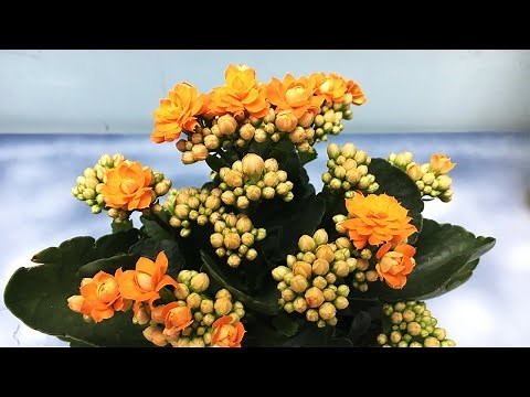 How to grow and care for kalanchoe in pots