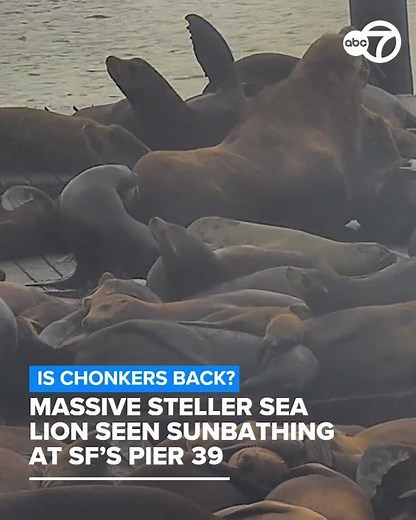Is Chonkers back? Massive Steller sea lion seen sunbathing at San Francisco's Pier 39
