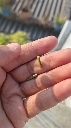 The Most Beautiful Flower Seeds You Can Plant