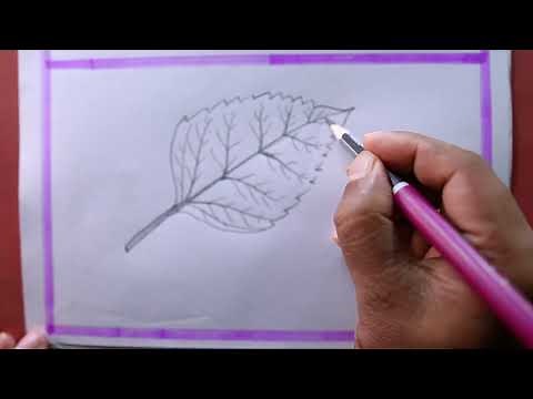How To Draw Hibiscus Leaf Step By Step/Hibiscus Leaf Drawing