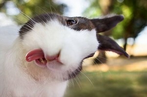 Rabbit Head Tilt: Diagnosing, Causes, Treatment & Prevention - Here Bunny