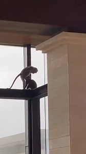 Monkey act like a human