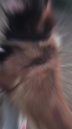 Chien malinois vs berger allemand : le duel canin ultime