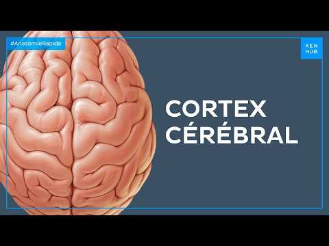 Cortex cérébral - Anatomie Rapide