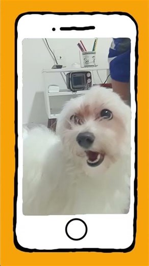 #caminhoparaumavidamelhor #pets