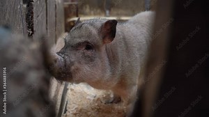 Wild young boar in the corral of the zoo. little pig.