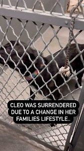 727 reactions · 65 comments | Cleo is a playful and affectionate 10...