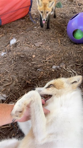 Our new little red fox, Rogue, has been with Gambit for a week now! She is so curious and loves chasing and playing around! We love seeing these two get to know each other!! | Amazing Animals Inc.