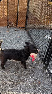 It might seem like the saddest part of rescue is when your foster gets adopted. Those moments certainly pull on your heartstrings. But the gut-wrenching moments are when you see the initial excitement of new friends wear off and the anticipation of returning home to something familiar start to grow. Rascal came to us with all of his favorite goodies. Most he has access to, and he always chooses HIS bed and HIS toys—the ones that smell like home. But we had some tucked away to send with him when 