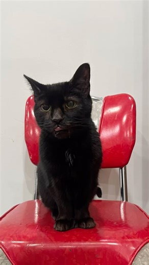 #blackcats #thumbalina #polydactyl #hemmingwaycat #happyhalloween | Doron Petersan