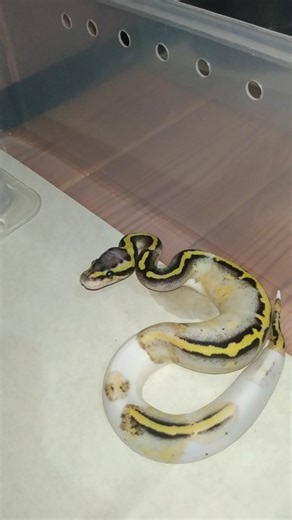 Omah Reptileku on Instagram: "Kandang tikus rutin dibersihin masih ada nempel kutunya 😩 Baby ball python super pastel pied ph ghost #ballpythonmorphs #ballpython #ballpythonbreeding #ballpythonsofig #ballpythonmorph"