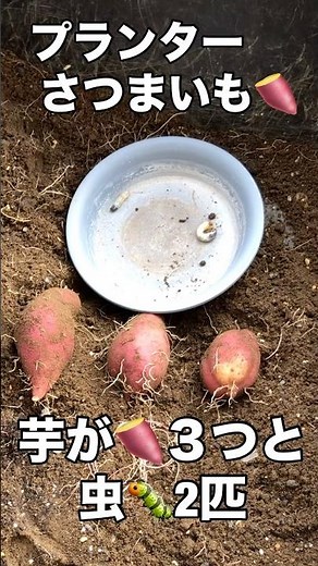 プランターでさつまいもを育てると・・． #さつまいも #プランター栽培 #家庭菜園