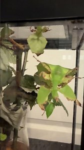 Leaf bugs dancing to How You Like That is the content you didn’t know you needed #blackpink #animals