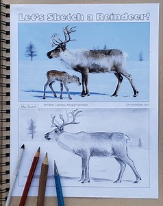 How to Draw a Realistic Reindeer and Caribou