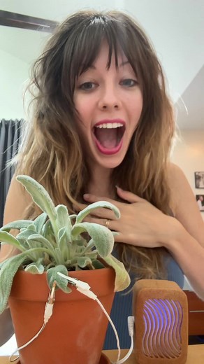 This Lamb’s Ear is singing “THANK YOU!” 💧☀️ With PlantWave, every note is a real-time expression of the plant. This is a great example of that! With more water moving through its system, there is more activity going on - triggering more notes. Get your own PlantWave device in our shop! 🛒 #science #plantmusic #plantwave #lambsear #houseplantclub #houseplantcommunity #plantsoftiktok #fyp