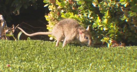 Rat-infested home causing problems in Irvine neighborhood