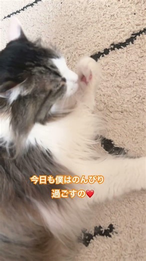 #ねこ #Cat #ねこのいる暮らし #ねこのいる生活 #ねこ動画 #ねこ好き