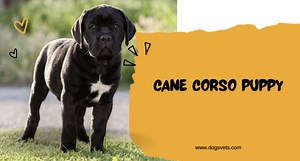 Cane Corso Puppies: The Ultimate Guide For Future Owners | 2025