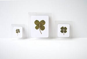 Laminated Four Leaf Clover – Genuine and Intuitively Handpicked - Etsy