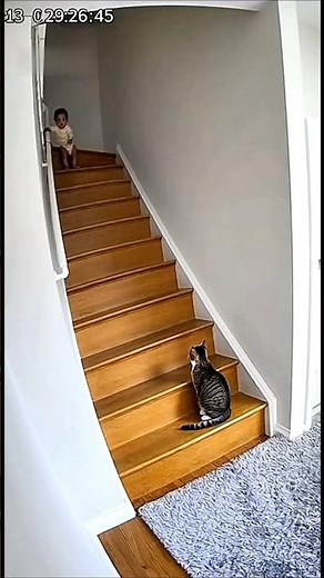 Top 5 Hero Cats Who Saved Babies From Danger! 🐱🦸‍♂️ | Real-Life Feline Rescue Stories