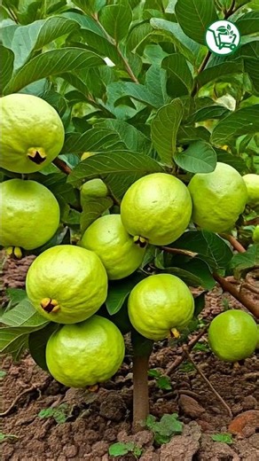 Amazing Gouva Tree Grafting 🌿 100% Success Trick! #Guava #Grafting #Garden #DIY