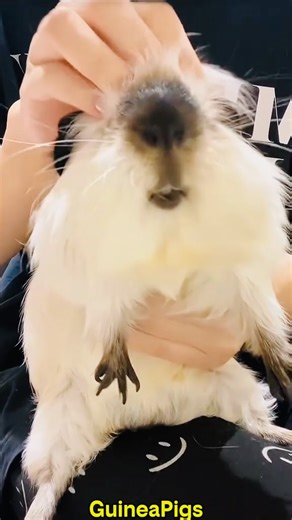 52K views · 1.2K reactions | Big Guinea Pig  . . . . #cute #pet #guineapig #PetTraining #petlover #cutepet #funny #guineapigs #funnyvideo #fyp | CaCopetshop | Facebook