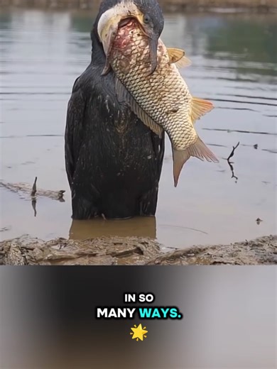 Cormorant swallows 50cm fish in seconds #cormorant #bird #birdsoftiktok #birds #birdtiktok