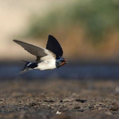 Why do swallows migrate each year and where? ▷➡️ Postposm