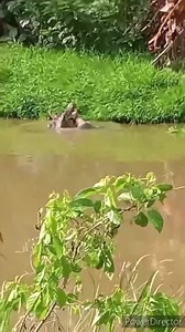 Man Attacked By A Crocodile During A Fishing Net