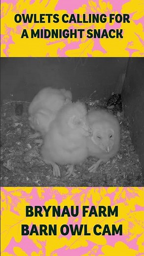 Barn owl chicks calling for a midnight snack