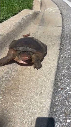 Soft shell turtle ! #wildlife #nature #animals #turtle