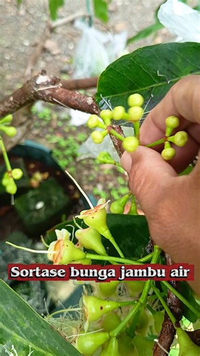 Lakukan hal ini pada bungan jambu air anda agar tidak menyesal di kemudian hari #edukasitanaman #tabulampotjambuair | Mufida Garden