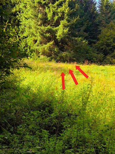 #bittefindetscarlett #wehraschlucht #südschwarzwald #vermisstensuche #scarlett