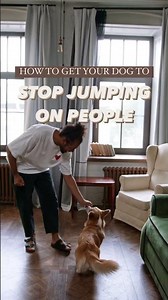 How to get your dog to stop jumping on people? Use this easy step-by-step guide 🙌🤎