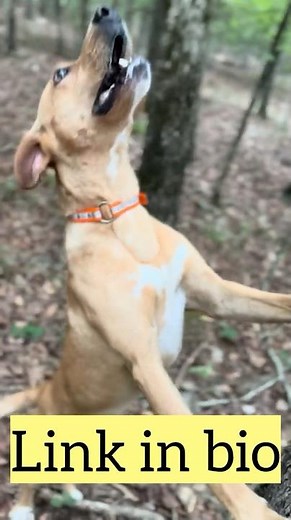 New to Squirrel Dog Training? Master This Body Language Skill (Huge Advantage)